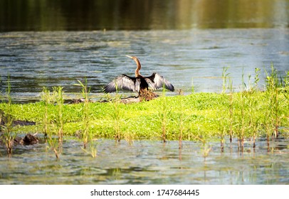 An Anhinga By The Ashley River.