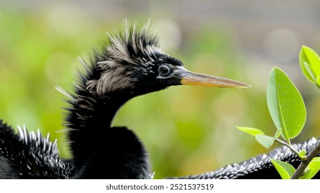 Anhinga close-up with beautiful bokeh  - Powered by Shutterstock