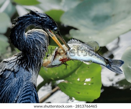 Anhinga Devil Bird Darter Water Turkey with a Fresh Fish Catch in the Florida Everglades 