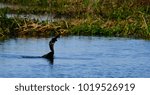 Anhinga devouring large fish Emeralda Marsh