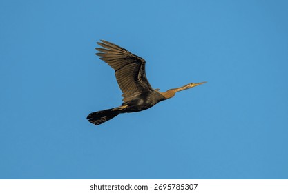 Anhinga Diving in Flight Captured from Below Against Blue Sky