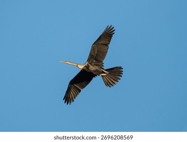 Anhinga Diving in Flight Captured from Below Against Blue Sky