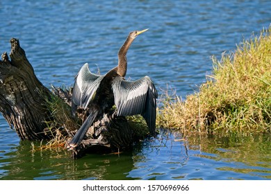 Anhinga Drying Off In The Fall At Hanna Park Lake Area In Jacksonville, Fl