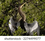 An anhinga drying its wings (Blackpoint)