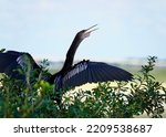               Anhinga drying its wings in a tree overlooking the salt marshes in Shelter Cove.                 