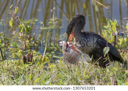 Similar – Image, Stock Photo Mother and Baby Muscovy ducklings Cairina moschata