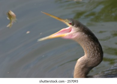 Anhinga (Anhinga Anhinga) Flipping Fish Into Mouth