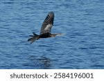 An anhinga in full flight,  wings spread as it glides over the lake.  It is going to dry its wings after fishing