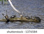 Anhinga (Anhinga anhinga) (left) and turtles share fallen tree trunk for sunning - Wakodahatchee Wetlands, Florida