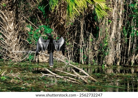  Anhinga means devil bird or devil bird, water turkey is sunbathing on the log in Silver Springs, Florida. Close up bird in natural environment. Bird watch in swamp. Florida Winter Landscape, eco