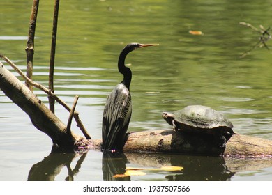 Anhinga Meets Fresh Water Turtle On Log