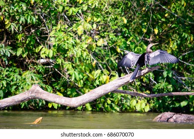 Anhinga On San Juan River