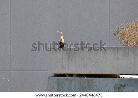 Anhinga (Anhinga anhinga) perched on concreate overhang along garden path