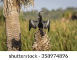 Anhinga Perched on a Tree Stump Spreading its Wings to Dry - Viera Wetlands, Florida