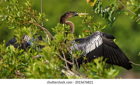 An Anhinga perched In a tree in a pond in Bird Island Park , Ponte Vedra Beach, Florida