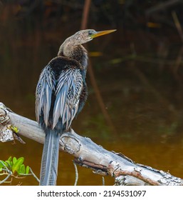 Anhinga (Anhinga Anhinga) Resting On Branch In Mangrove Swamp, Ding Darling NWR, Sanibel Island, Florida, USA