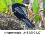 Anhinga sitting on a tree