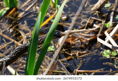 Anhinga with a slender, sharp beak peeking at the photographer