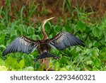 Anhinga, (Anhinga anhinga) ,sometimes called snakebird or darter, drying after fishing in one of the channels of the Cuiaba River in the Pantanal wetlands in Brazil