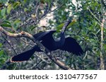 Anhinga spreading it