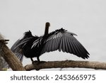 A anhinga spreads its wings while resting on a tree branch.