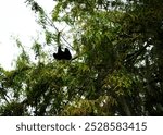 An anhinga stretching its neck while sitting in a tree, silhouetted against the sky.