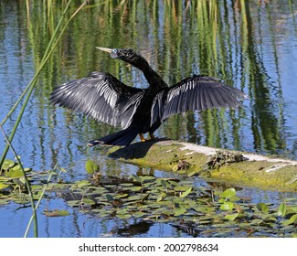 Anhinga (Anhinga Anhinga) Suliformes  Anhingidae Bird