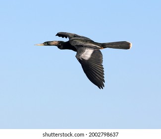 Anhinga (Anhinga Anhinga) Suliformes  Anhingidae Bird