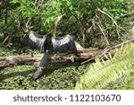 Anhinga in the Sun