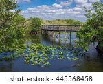 Anhinga Trail Boardwalk through the Everglades National Park, Florida with Alligator Swimming in Foreground