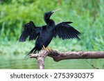 Anhinga (Anhinga anhinga) in the wild