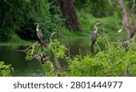 Anhingas perching on tree branches, observing the river in a lush natural environment