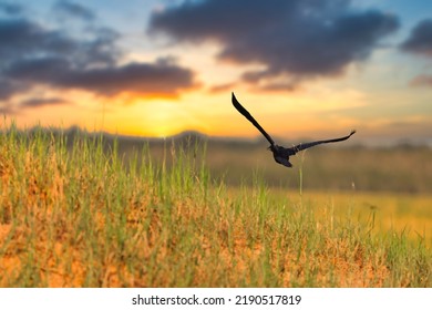 Anhingidae - Another Name Is Snake-necked Bird