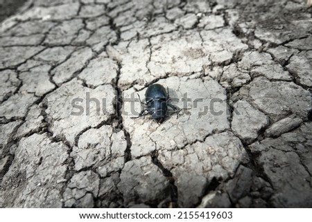 Anhydrous dry cracked earth and a dead black bug. The concept of drought and animal extinction in modern disturbed nature