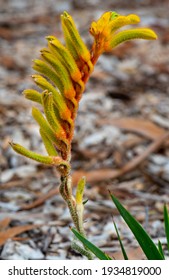 "Anigozanthos" sp. "Bush Tenacity" or kangaroo paw in the Western Australia botanic garden. The plant is the emblem of WA. From a small genus of native Australian plants in the family Haemodoraceae.