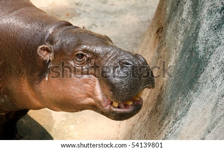 Animal