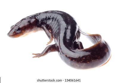 Animal Amphibian Salamander Newt Isolated