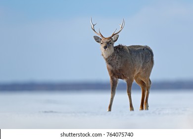 エゾシカ の画像 写真素材 ベクター画像 Shutterstock エゾシカ の画像 写真素材 ベクター画像 Shutterstock