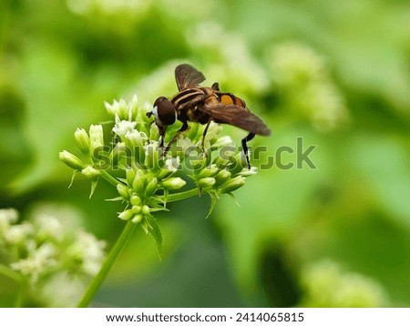 animal, aperture, background, beautiful, beauty, bee, blue, bokeh, bright, brown, closeup, color, colorful, essence, exotic, flower, fly, focus, garden, gree, green, insect, leaf, macro, natural