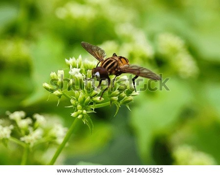 animal, aperture, background, beautiful, beauty, bee, blue, bokeh, bright, brown, closeup, color, colorful, essence, exotic, flower, fly, focus, garden, gree, green, insect, leaf, macro, natural