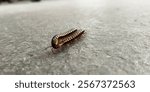 animal, arthropod, background, beautiful, black, brown, cement floor, centipede, centipedes, close, closeup, concrete floor, crawling, crawly, creature, creepy, dark, diplopoda, entomology, environmen