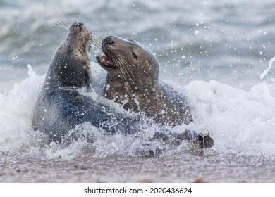 Animal Attack. Dynamic Action Animal Image Of Seals Fighting In The Sea Water. Grey Seals Interacting In The Ocean Spray. Fast Action Wildlife And Nature Image. Close-up Of Animals Attacking. 