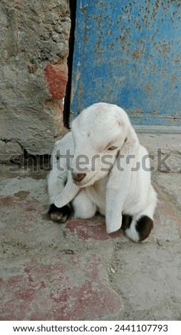 #Animal, #Baby goat, #Goat, #Latest, #Love, #Lovely, #Nature, #New, #Old, #White, #White Goat, #cute, a goat, a scapegoat, a scavenger, animal, animals, baby, beautiful, beautiful calf, calf muscle, 