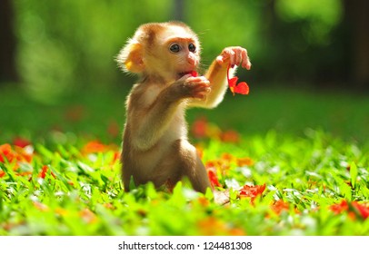 Monkey Baby Hd Stock Images Shutterstock