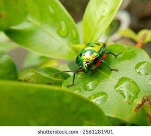 animal, background, beautiful, black, black background, bug, closeup, garden, green, insect, ladybug, leaf, macro, membrane winged insect, natural, nature, plant, small, tree, wild animals, wildlife,  - Powered by Shutterstock