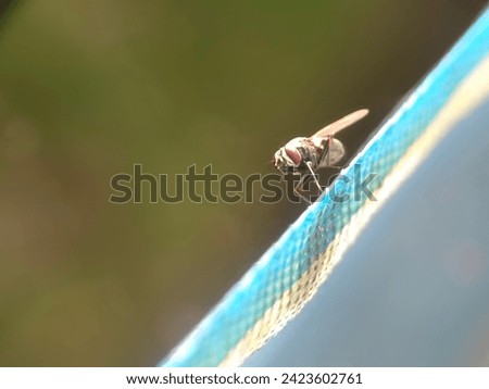 animal, background, black, brown, bug, closeup, detail, green, insect, macro, natural, nature, summer, white, wild, wildlife, action, activity, ant, ants, branch, bridge, build, business, carrying