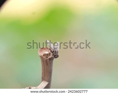 animal, background, black, brown, bug, closeup, detail, green, insect, macro, natural, nature, summer, white, wild, wildlife, action, activity, ant, ants, branch, bridge, build, business, carrying