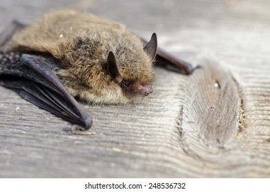 animal  bat Nathusius pipistrelle (Pipistrellus nathusii) on wooden background