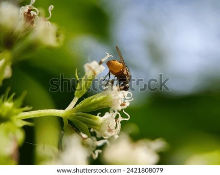 animal, beautiful, beauty, bee, bee honeybee, beehive, black, blossom, blur, bumblebee, close up, close-up, closeup, collection, colony, color, environment, eye, flight, flora, floral, flower, fly, 