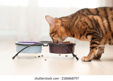 Animal. Beautiful Domestic Purebred Bengal Cat Eats Food From A Bowl. Close-up. Soft Focus. Home Interior.